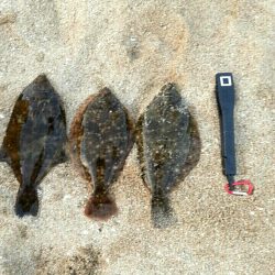 カレイ３枚！新記録！