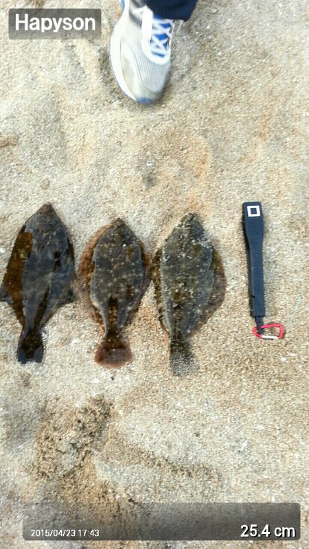 カレイ３枚！新記録！