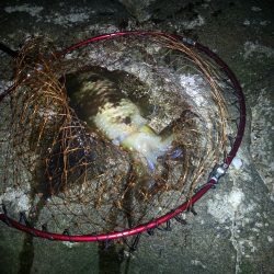 春なのに…………。