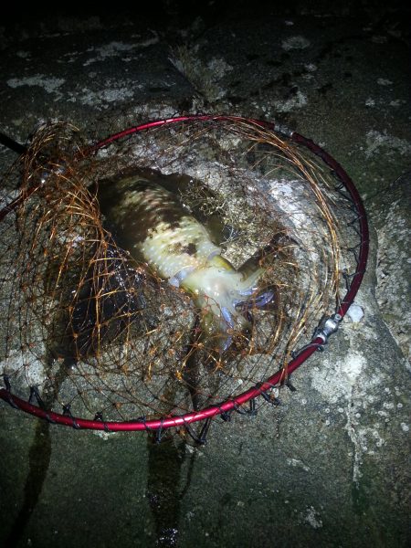 春なのに…………。