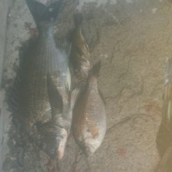 2週間ぶりの釣りですが‥…………