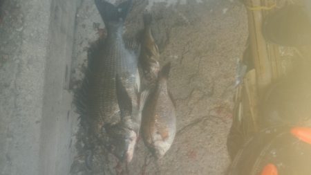 ２週間ぶりの釣りですが‥…………