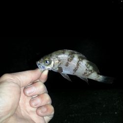 メバリングでカニ