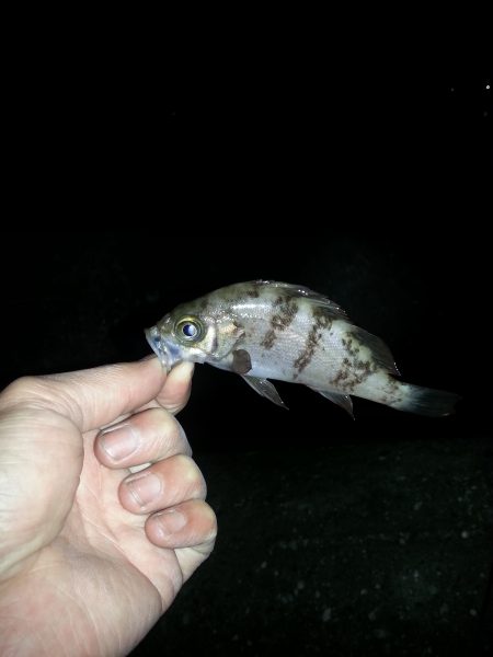 メバリングでカニ