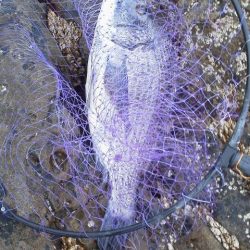 南塩屋でチヌとグレ・・・・