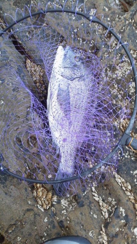 南塩屋でチヌとグレ・・・・