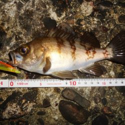 シーバス狙いのはずが…