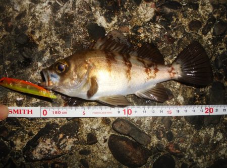 シーバス狙いのはずが...