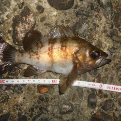 メバル・プラッキング