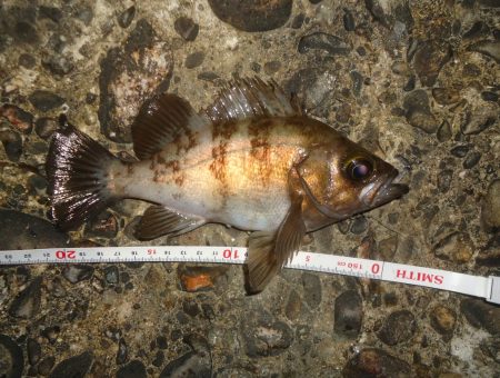 メバル・プラッキング