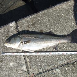 西宮浜で楽しいシーバスフィッシング