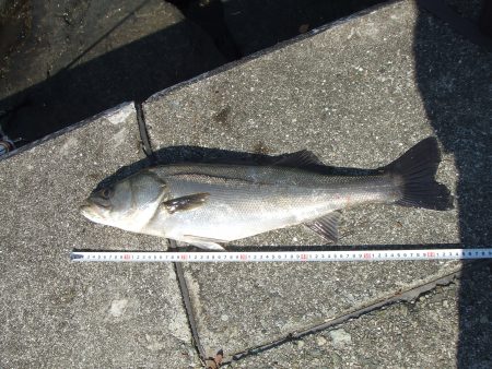 西宮浜で楽しいシーバスフィッシング