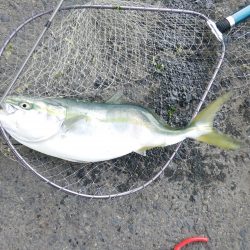 いるはずない魚が・・・