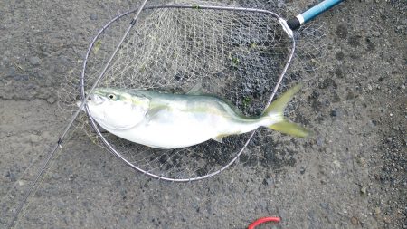 いるはずない魚が・・・