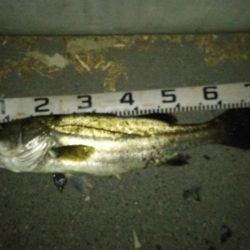 今年初で記録更新