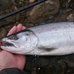 サクラマスを再びキャッチ!!