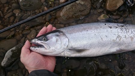 サクラマスを再びキャッチ!!