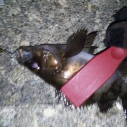 ランガンプラッキング!!