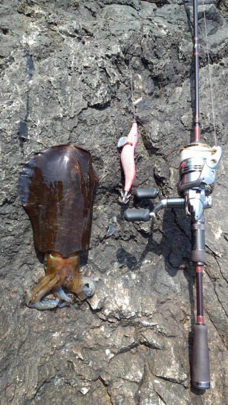 串本でエギング＆ちょい投げを満喫