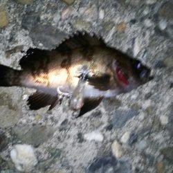 アジング&メバリング