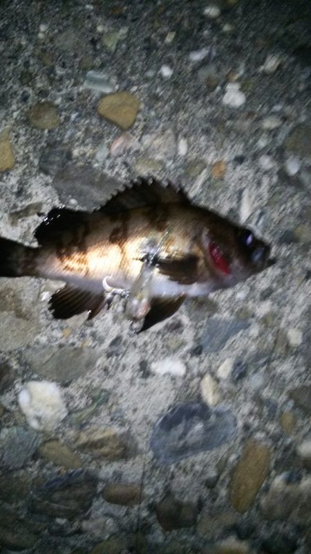 アジング&メバリング