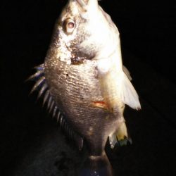 チニング釣もなかなか