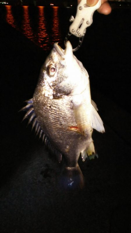 チニング釣もなかなか