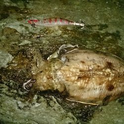 鷹ノ巣エギング