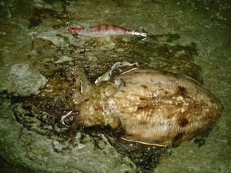 鷹ノ巣エギング