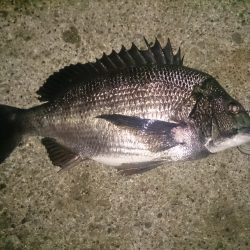 石津でルアーゲーム