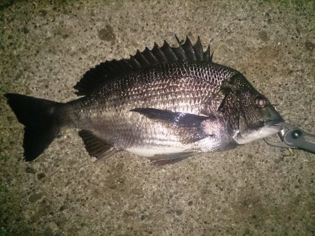 石津でルアーゲーム