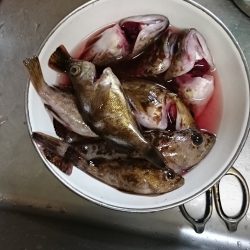 助松埠頭　ガシラ祭り