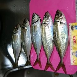 久しぶりのアジでした