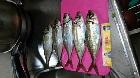 久しぶりのアジでした