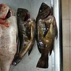 メバリングでウミタナゴ