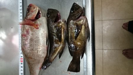 メバリングでウミタナゴ