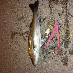 メバリングのはずが