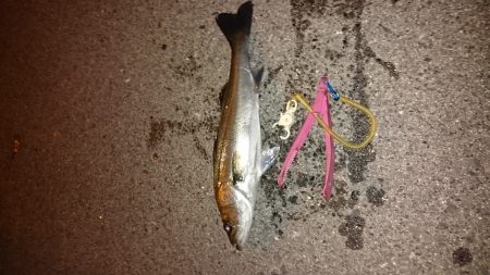 メバリングのはずが