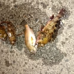 いい季節になりました