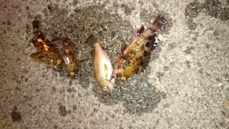 いい季節になりました