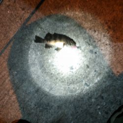 メバルの数釣り