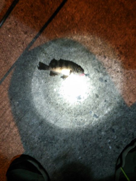 メバルの数釣り