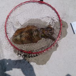 紀北にも春アオリシーズン到来