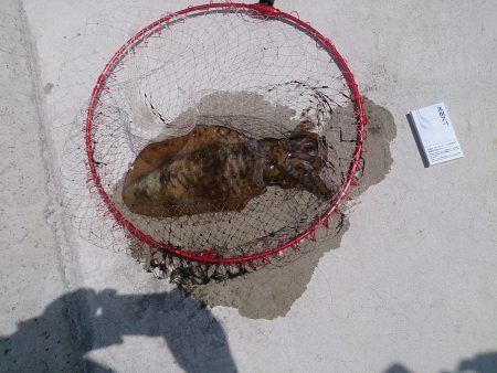 メバルのサイズが上がってきました。