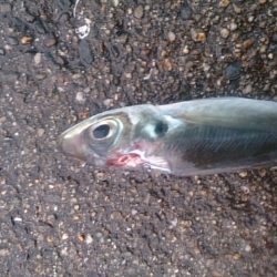 何とか釣れました。