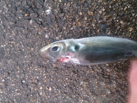 何とか釣れました。