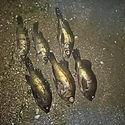 ふぐの猛攻にあいながら。