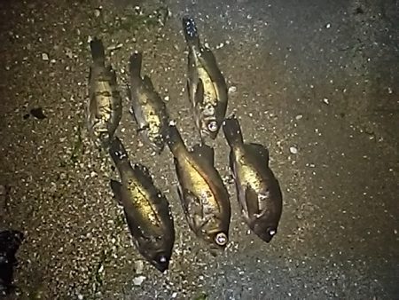 ふぐの猛攻にあいながら。