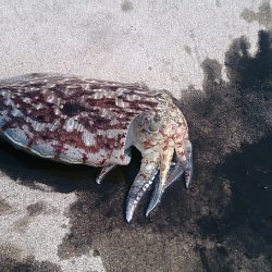 アオリ開幕はまだまだです。