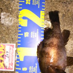 西浦メバリング